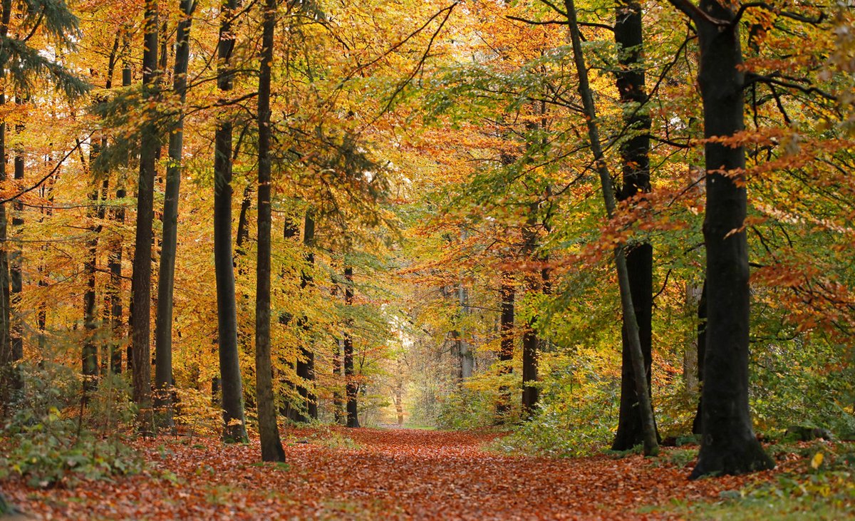 Herfstbos