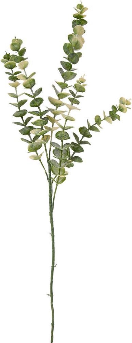 Present Time Arti Cial Tak Eucalyptus