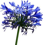 Agapanthus 'Wolga' - ↑20 cm in pot - Tuinplant - Cadeau