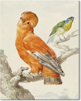 Canvas Schilderij Twee Exotische Vogels - Aert Schouman - 40x50 cm