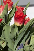 Tulipa 'Match' / rood met geel hart / 50 tulpenbollen (bloembollen)