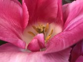 Tulipa Memphis  / roze tulp met wit hart / 50 bloembollen (tulpenbollen)