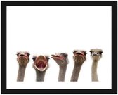 Foto in frame Struisvogels, 3 maten, bruin/wit, Premium print