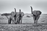 Happy elephants 90 x 60  - Dibond