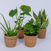 4 Kamerplanten - Aloe Vera, Monstera, Sansevieria & Koffieplant - met mand geleverd