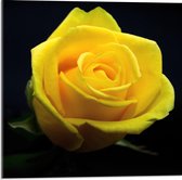 Acrylglas - Gele Roos met Zwarte Achtergrond - 50x50cm Foto op Acrylglas (Wanddecoratie op Acrylglas)