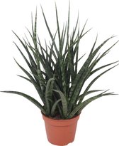 Sansevieria ''Fernwood Punk“ - Vrouwentong met bladtekening - Robuuste kamerplant -  ↑ 40-50cm - Pot Ø14cm