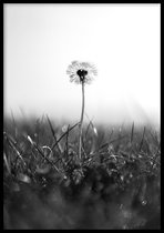 Poster Paardenbloem Zwart Wit - 30x40 cm - Poster Fotokunst - WALLLL