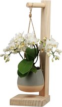 Orchidee |Trésor Pirouette Grijs| Living Collection