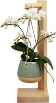 Orchidee | Trésor Pirouette Groen | Living Collection