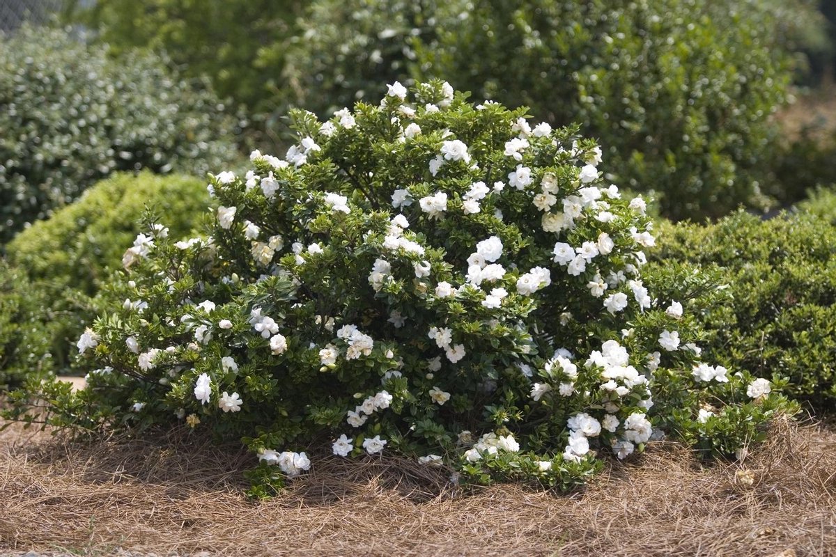2x Gardenia Crown Jewel Kaapse Jasmijn in 1 liter pot met planthoogte