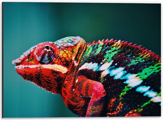 Dibond - Roodkleurige Kameleon  - 40x30cm Foto op Aluminium (Wanddecoratie van metaal)