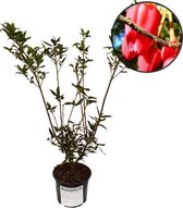 Crinodendron hookerianum, 2 liter pot, Chileense lantaarnboom,