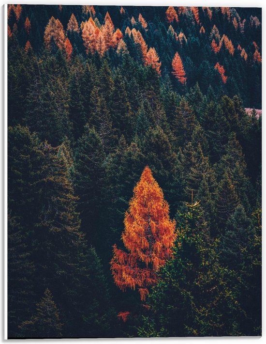 Forex - Oranje dans la forêt verte - Photo 30x40cm sur Forex