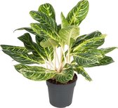 Aglaonema Key Lime 70 cm