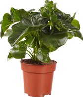 VDE-plant - Philodendron - 25 Cm - Ø 12 - 1 Stuks