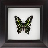 Apeirom Decoratief opgezette vlinder in 3D lijst