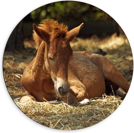 Dibond Wandcirkel - Liggend Bruin Paard - 60x60cm Foto op Aluminium Wandcirkel (met ophangsysteem)