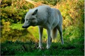 Betoverende witte wolf kleurrijke achtergrond op canvas - 40x30 cm - herfst - wanddecoratie - wilde dieren - Mystic White Lone Wolf