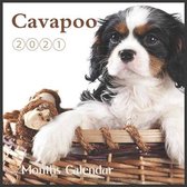 Cavapoo calendar 2021
