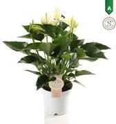 Hellogreen Kamerplant - Anthurium White Champion - 40 cm
