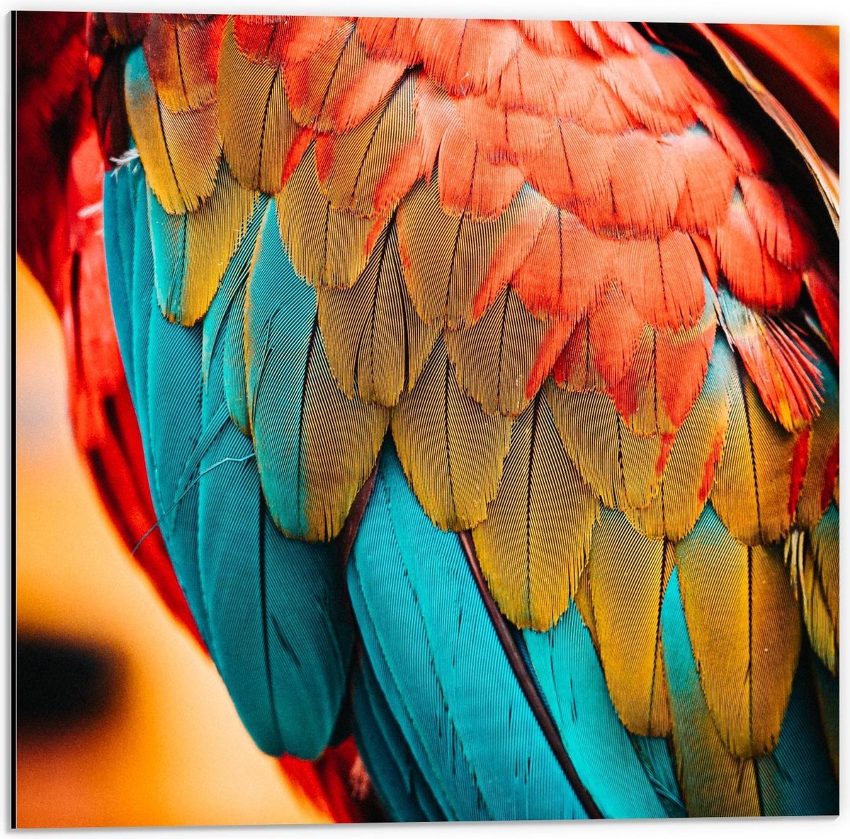 Dibond - Papegaaienvacht Close up - 50x50cm Foto op Aluminium (Met Ophangsysteem)