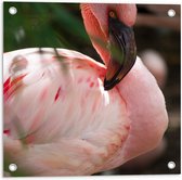 Tuinposter – Roze Flamingo bij Planten - 50x50cm Foto op Tuinposter  (wanddecoratie voor buiten en binnen)
