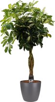 Kamerplant van Botanicly – Vingerboom incl. sierpot antraciet als set – Hoogte: 125 cm – Schefflera arb. Gold Capella