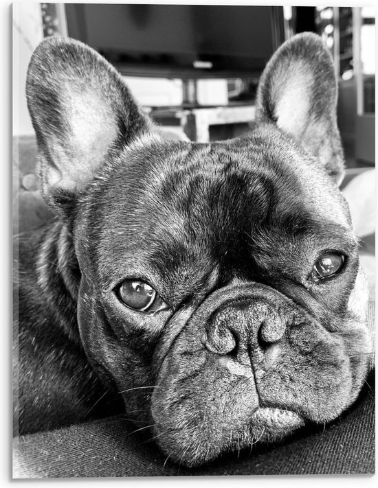 Acrylglas - Franse Bulldog Zwart - Wit - 30x40cm Foto op Acrylglas (Met Ophangsysteem)