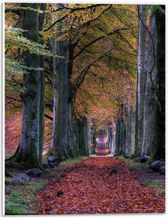 Forex - Herfst pad in Bos - 30x40cm Foto op Forex