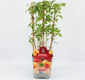 Fruitplanten mix DUO Fruit - Duo mix van 2 verschillende Frambozen in een pot - 1 Gele Framboos / 1 Rode Framboos- hoogte 60 / 70 cm