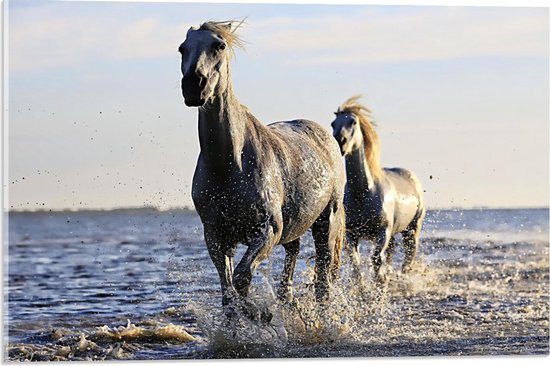 Acrylglas - Galopperende Paarden in het Water - 60x40cm Foto op Acrylglas (Met Ophangsysteem)