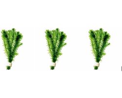 Levende aquariumplanten - ELODEA DENSA - per 3 bosjes
