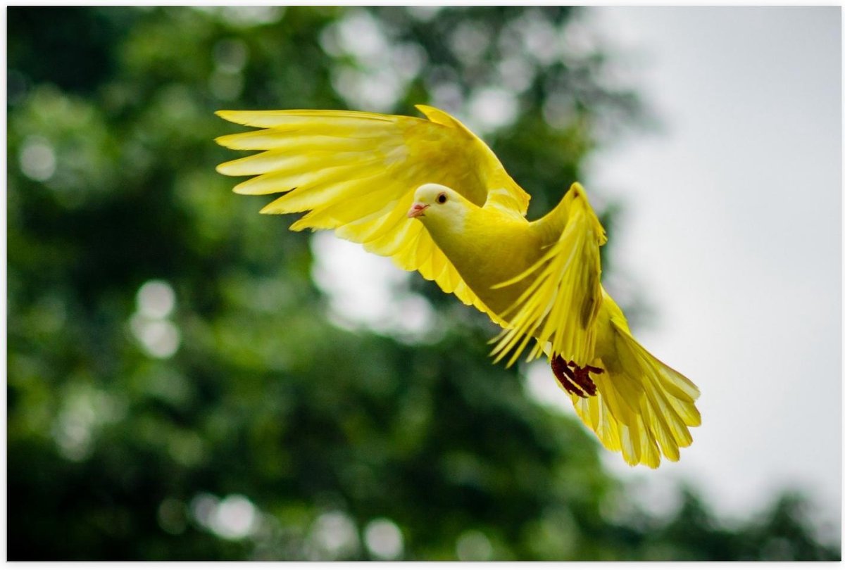 Poster – Gele Vliegende Vogel - 60x40cm Foto op Posterpapier