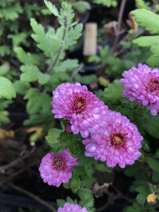 6 x Dendranthema ‘Anja’s Bouquet’ Chrysant P9 Pot (9 x 9cm) Dima