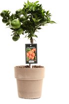 Fruitgewas van Botanicly – Citrus Mandarin – Hoogte: 45 cm