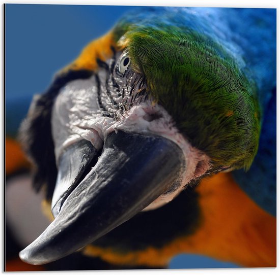 Dibond - Papagaai met Blauwe Kleuren - 50x50cm Foto op Aluminium (Met Ophangsysteem)