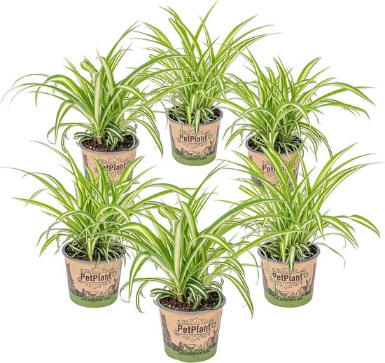 Graslelie | Chlorophytum 'Variegatum' per 6 stuks - PetFriendly - Kamerplant ⌀12 cm - ↕25 cm