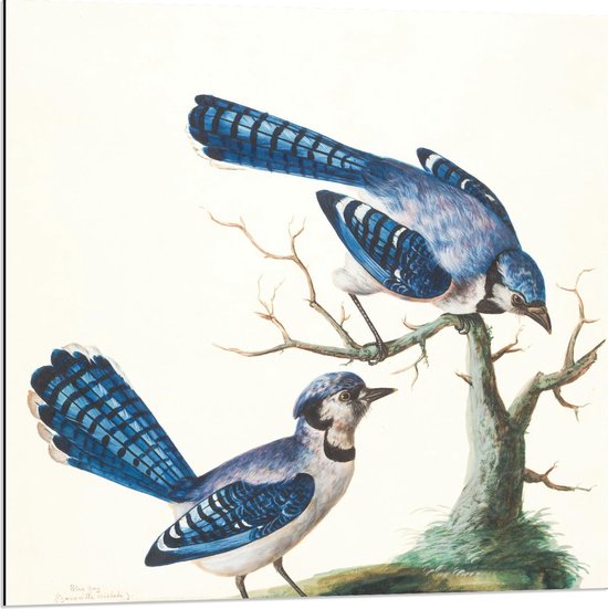 Dibond - Twee Blauwe Vogels bij Boom - 80x80cm Foto op Aluminium (Met Ophangsysteem)