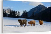 Schilderij - Nature scene with cow animal at winter with snow mountain landscape — 90x60 cm
