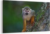 Schilderij - Schattig aapje — 90x60 cm