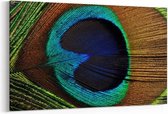 Schilderij - Beautiful peacock feather — 100x70 cm