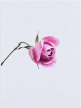 Poster – Roze Roosje met Witte Achtergrond - 30x40cm Foto op Posterpapier