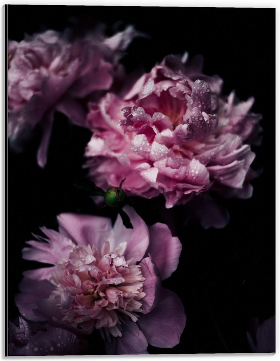 Dibond - Roze Bloemen met Zwarte Achtergrond - 30x40cm Foto op Aluminium (Met Ophangsysteem)