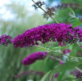 8 x Buddleja davidii 'Royal Red' - Vlinderstruik in C2 pot met hoogte 20-30cm