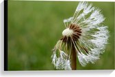 Canvas  - Halve Paardenbloem - 60x40cm Foto op Canvas Schilderij (Wanddecoratie op Canvas)