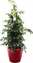 Ficus Benjamina in watergevende Classico rood | Treurvijg