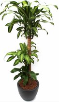 Dracaena Massangeana in Pure Soft antraciet | Drakenbloedboom