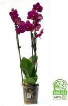 Phalaenopsis paars | Orchidee