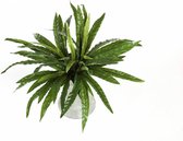Olea Europaea small in Elho Greenville groen | Olijfboom